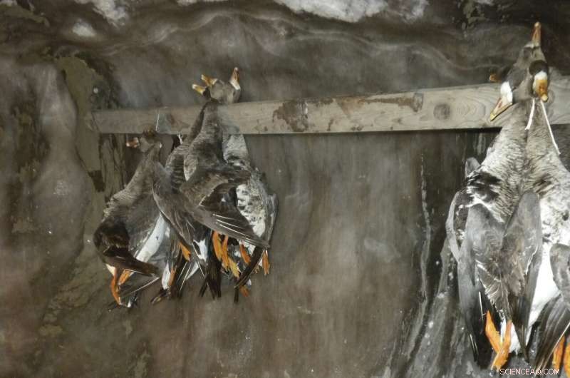 Declining Ice Cellars Reveal Shifts in Alaska’s Traditional Whaling Communities