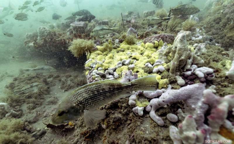 Protecting Our Oceans: How Marine Sanctuaries Safeguard Coastal Ecosystems