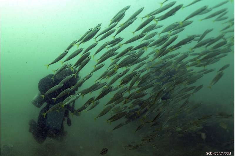 Protecting Our Oceans: How Marine Sanctuaries Safeguard Coastal Ecosystems