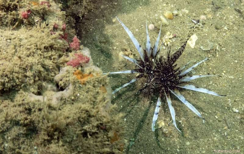 Protecting Our Oceans: How Marine Sanctuaries Safeguard Coastal Ecosystems