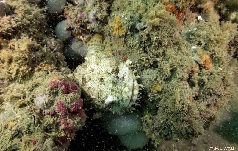 Protecting Our Oceans: How Marine Sanctuaries Safeguard Coastal Ecosystems