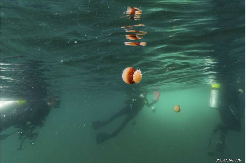 Protecting Our Oceans: How Marine Sanctuaries Safeguard Coastal Ecosystems