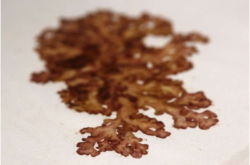 Protecting Our Oceans: How Marine Sanctuaries Safeguard Coastal Ecosystems