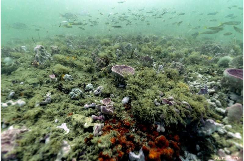 Protecting Our Oceans: How Marine Sanctuaries Safeguard Coastal Ecosystems