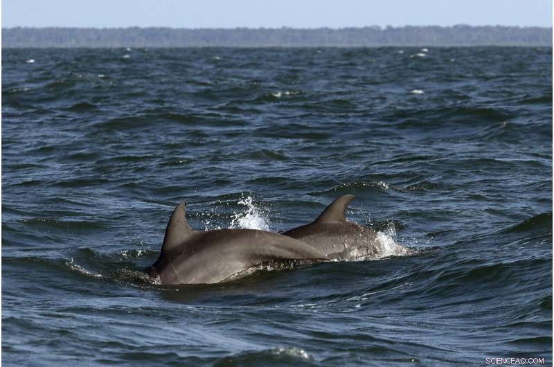 Protecting Our Oceans: How Marine Sanctuaries Safeguard Coastal Ecosystems