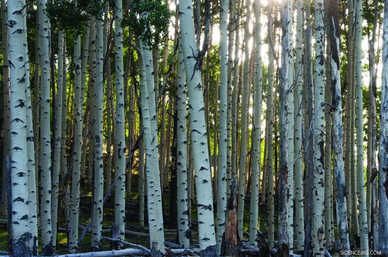 Forests Grapple with Climate Change: A Tug of War