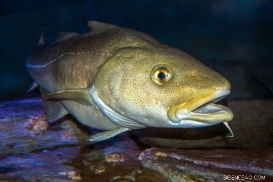 Global Study Reveals Extensive Impacts of Ocean Warming – International Team Publishes Comprehensive Assessment