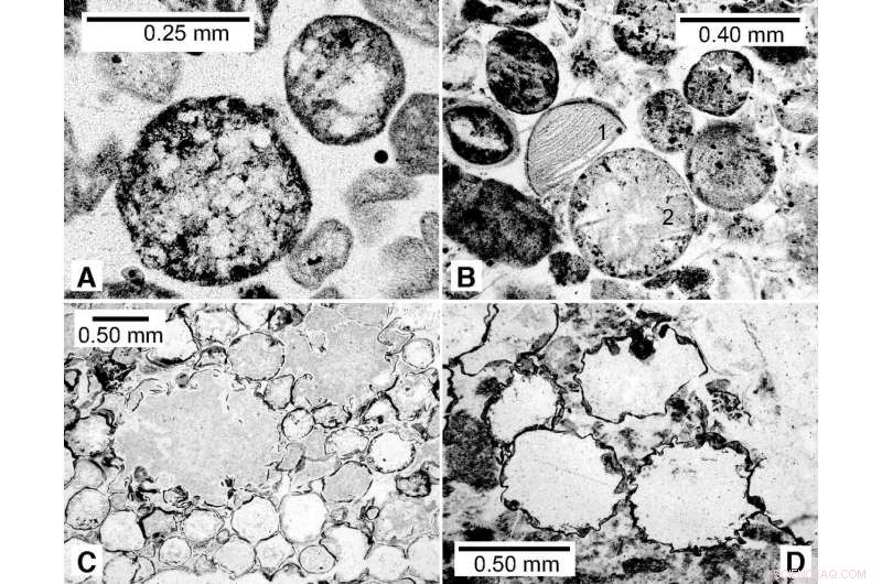 Extraterrestrial Impacts Could Trigger Plate Tectonic Bursts
