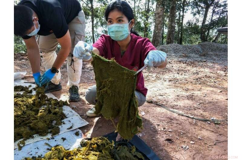 Thai Deer Dies After Swallowing 7kg of Plastic Waste