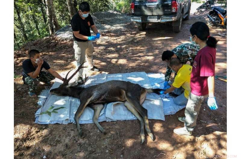 Thai Deer Dies After Swallowing 7kg of Plastic Waste