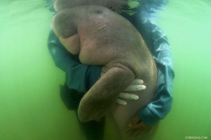 Thai Deer Dies After Swallowing 7kg of Plastic Waste