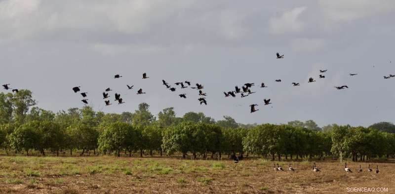 Tracking the Elusive Magpie Goose with Weather Radar