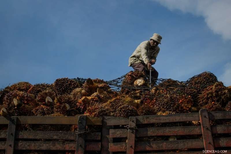 New Green Palm Oil Regulations: Kit Kat and Dove Manufacturers May Face Fines