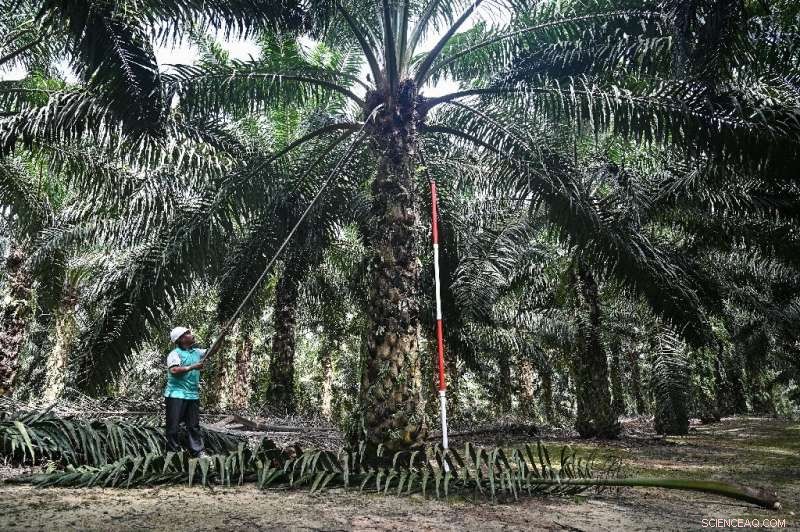 New Green Palm Oil Regulations: Kit Kat and Dove Manufacturers May Face Fines