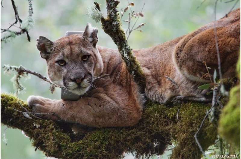 Study Reveals Coastal Fog May Be Driving Elevated Mercury Levels in Mountain Lions
