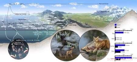 Study Reveals Coastal Fog May Be Driving Elevated Mercury Levels in Mountain Lions