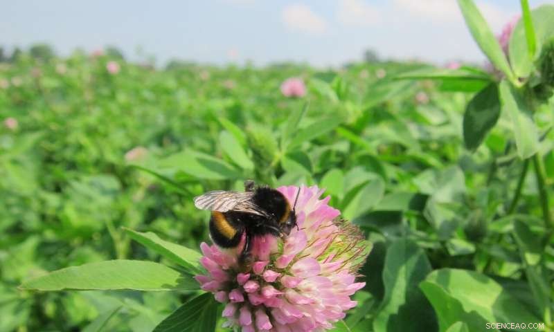 Study Finds Certain Neonicotinoid Pesticides May Benefit Bee Populations