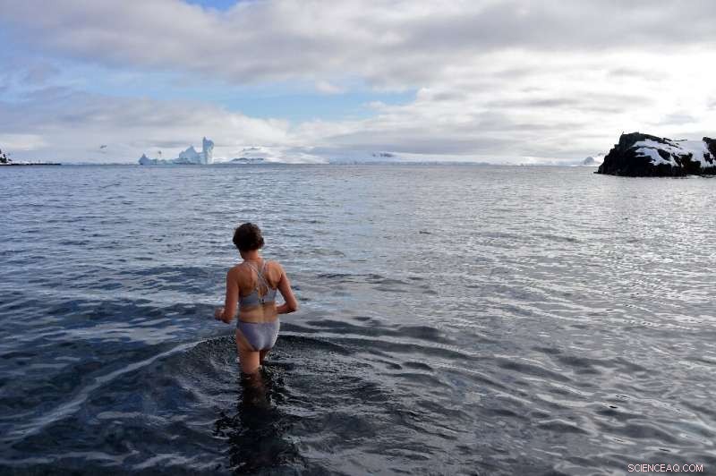 Antarctic Adventure: Tourists Take a Thrilling Plunge Among Penguins