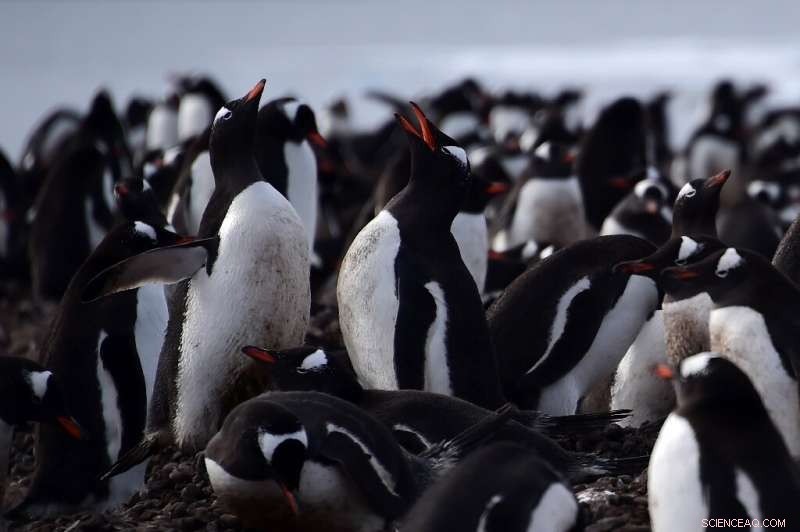 Antarctic Adventure: Tourists Take a Thrilling Plunge Among Penguins