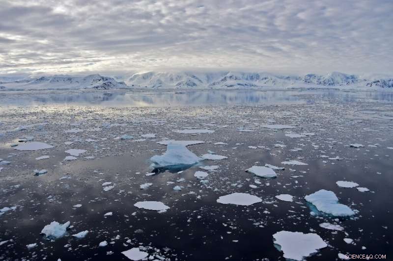 Antarctic Adventure: Tourists Take a Thrilling Plunge Among Penguins