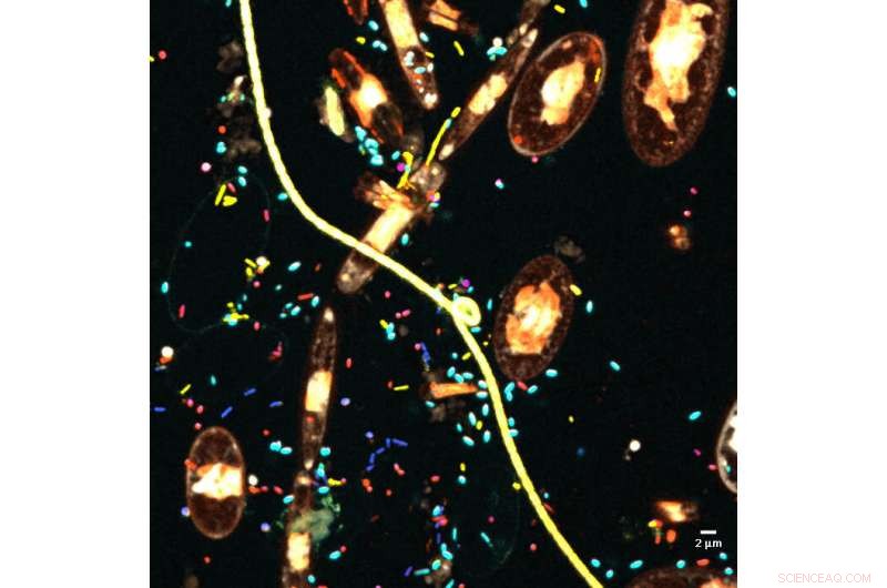 Scientists Capture Bacterial Colonies on Ocean Plastic Debris