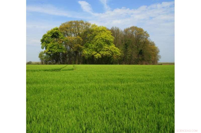 Tiny Woodlands Deliver Unexpectedly High Human Benefits