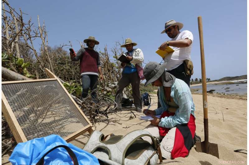 Scientists Urgently Document Puerto Rico s Coastal Heritage Amid Post‑Hurricane Recovery