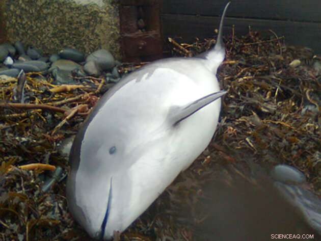Harbor Porpoises: Calves Contain Elevated Neurotoxic PCBs via Maternal Milk