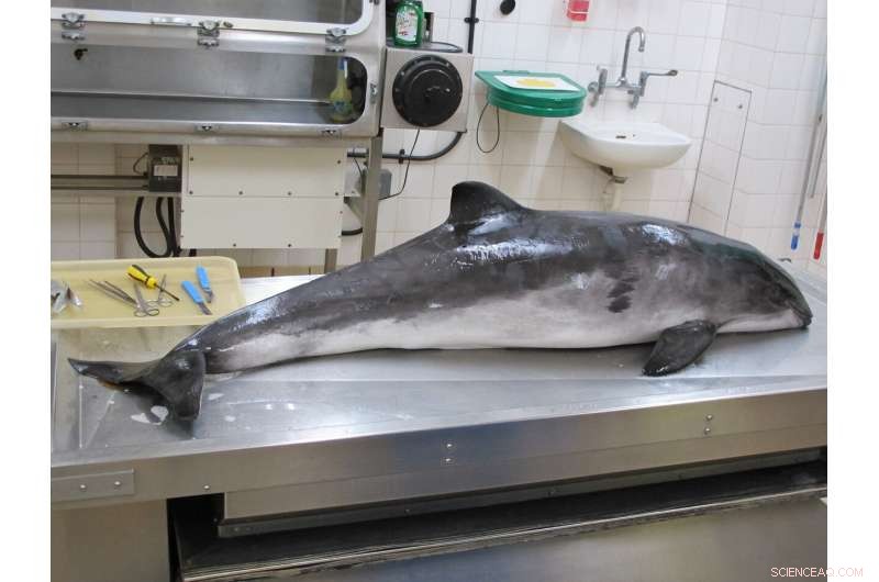 Harbor Porpoises: Calves Contain Elevated Neurotoxic PCBs via Maternal Milk