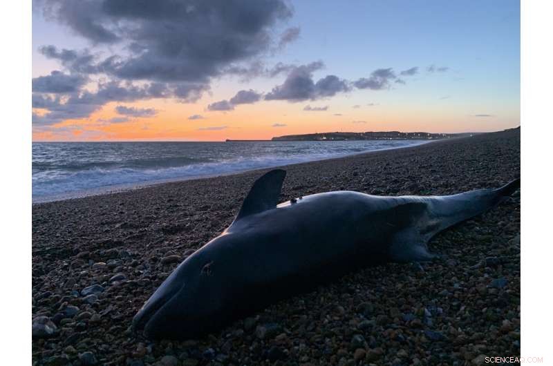 Harbor Porpoises: Calves Contain Elevated Neurotoxic PCBs via Maternal Milk