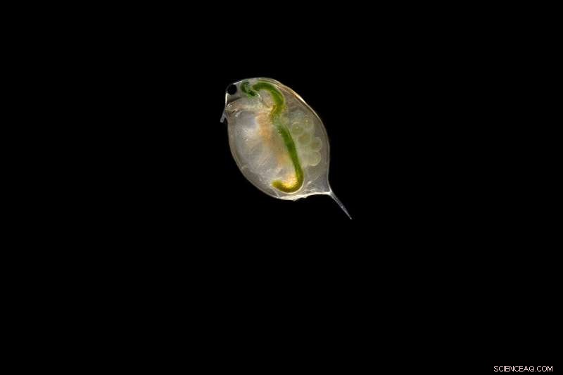 Toronto Scientists Create Cutting-Edge Water Pollution Alert System Using Tiny Water Fleas