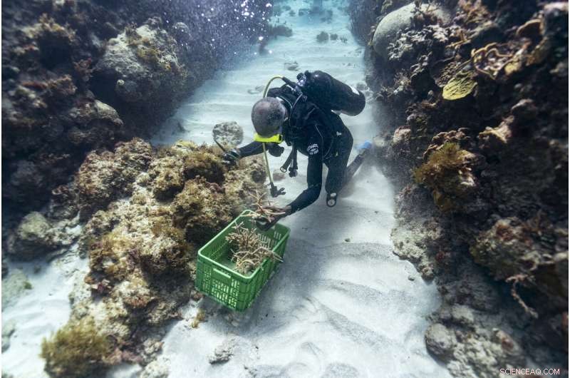 Rebuilding Jamaica s Coral Reefs: The Impact of Coral Gardeners