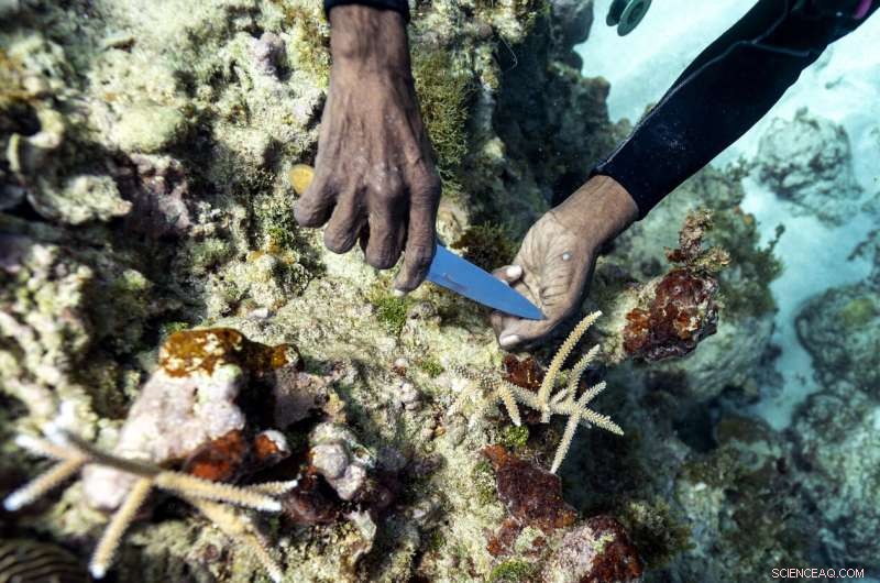Rebuilding Jamaica s Coral Reefs: The Impact of Coral Gardeners