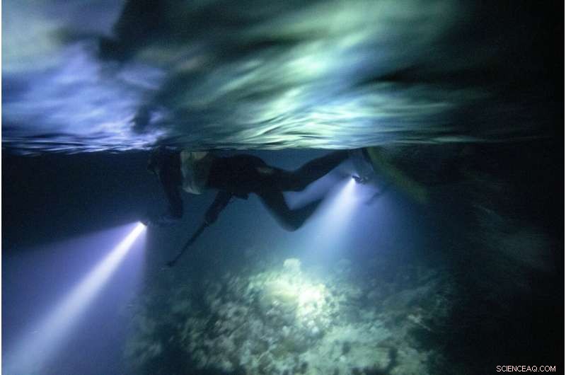 Rebuilding Jamaica s Coral Reefs: The Impact of Coral Gardeners