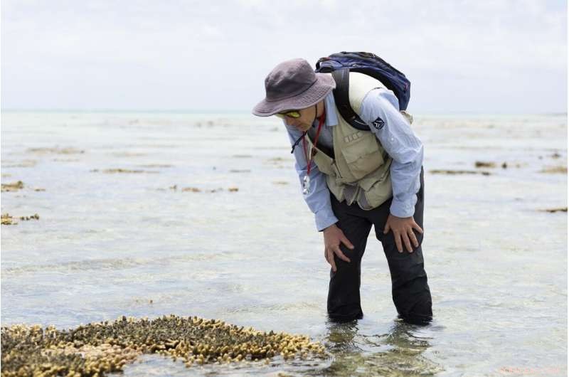 New Study Reveals How the Great Barrier Reef Adapts to Rapid Sea-Level Rise
