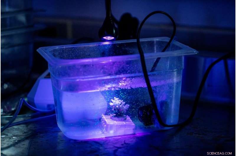 Certain Corals Are Ingesting Microplastics During Feeding, Raising Environmental Concerns