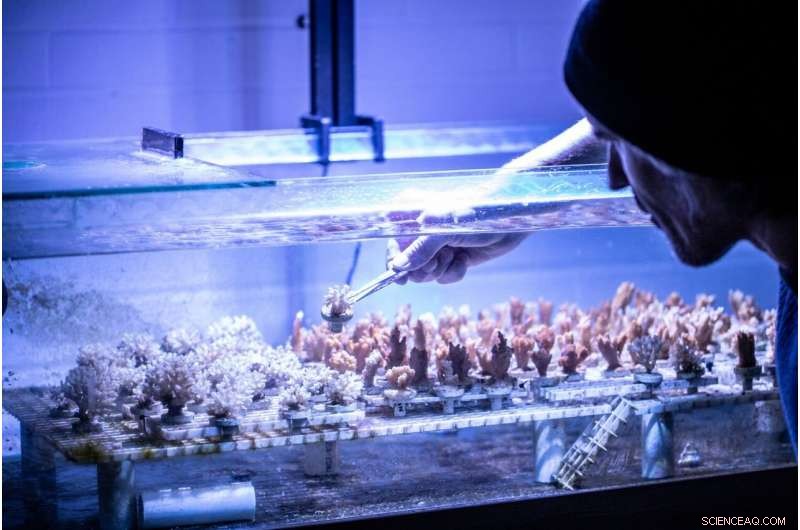 Certain Corals Are Ingesting Microplastics During Feeding, Raising Environmental Concerns