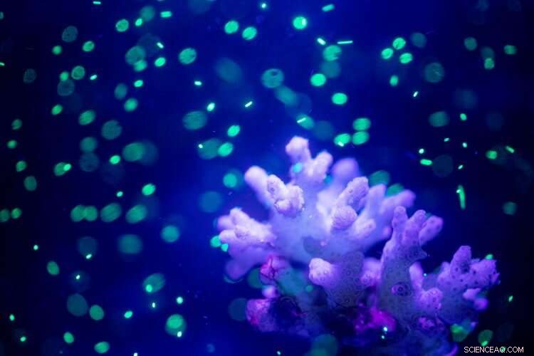 Certain Corals Are Ingesting Microplastics During Feeding, Raising Environmental Concerns