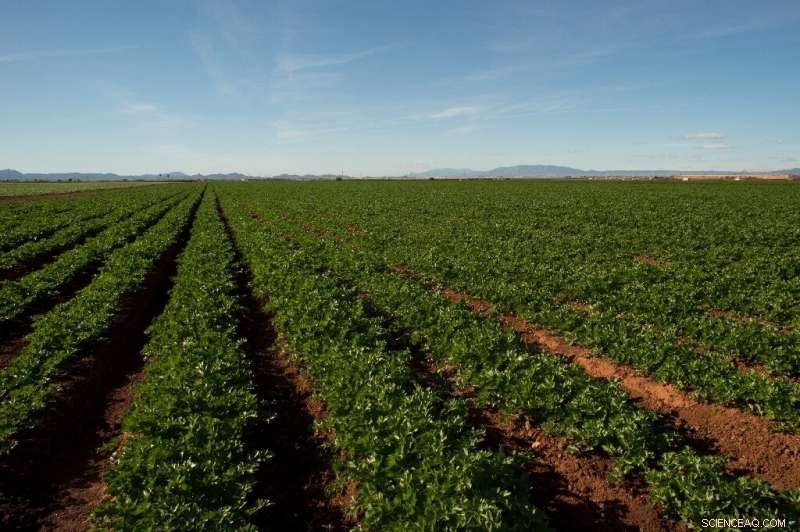 The Nutrient Crisis that Devastated Spain s Mar Menor, Europe s Largest Saltwater Lagoon