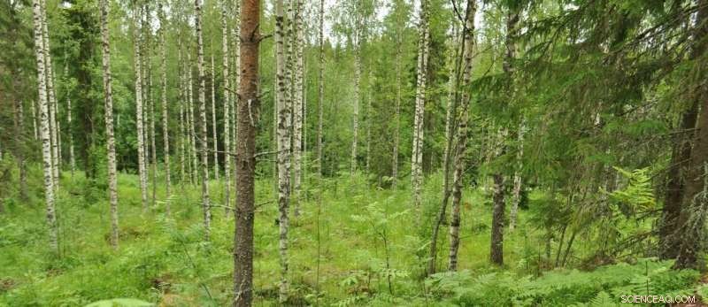 How Forest Albedo Influences Climate: The Role of Broadleaf Forestry in Boreal Regions
