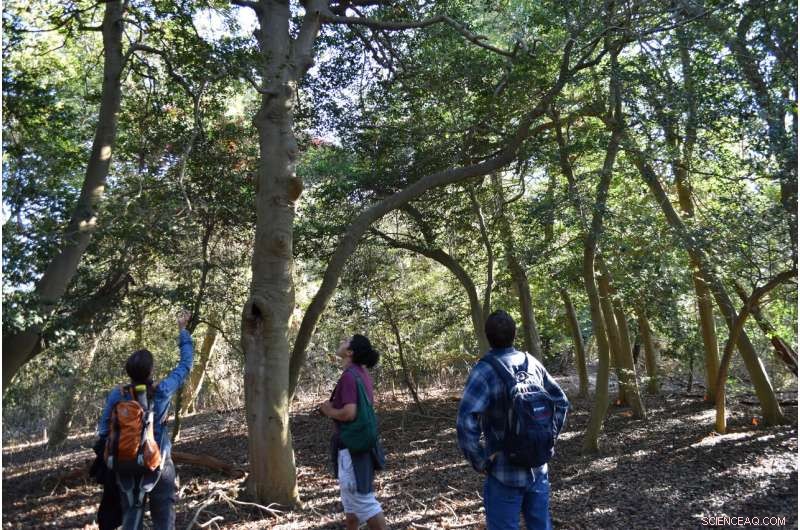 New York City’s Old-Growth Forest Threatened by Storms & Sea-Level Rise