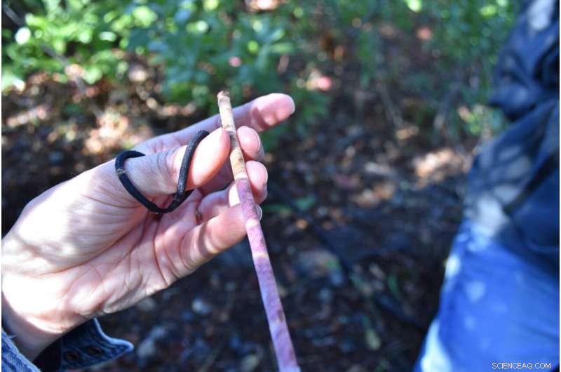 New York City’s Old-Growth Forest Threatened by Storms & Sea-Level Rise