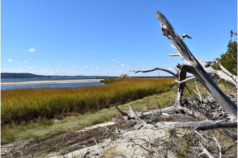New York City’s Old-Growth Forest Threatened by Storms & Sea-Level Rise