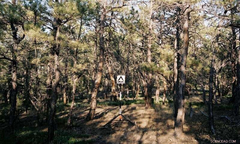 Revolutionizing Wildfire & Smoke Forecasts with Cutting‑Edge Vegetation Database