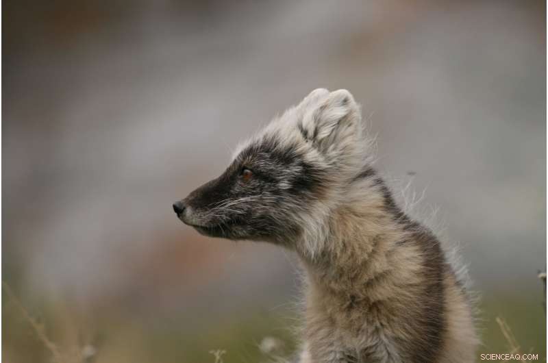 Polar Regions Under a 2°C Warming: Outlook & Implications