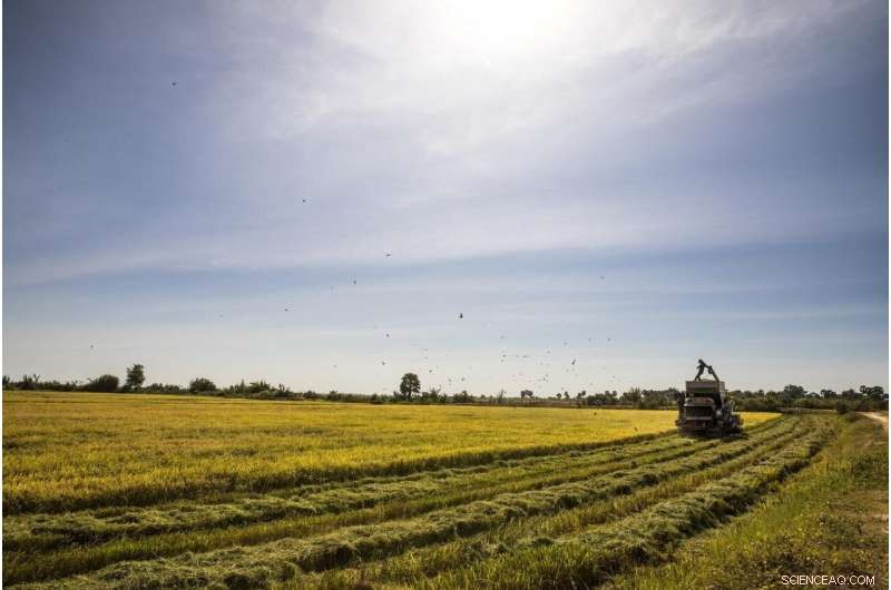 Rising Temperatures Raise Arsenic in Rice, New Study Finds