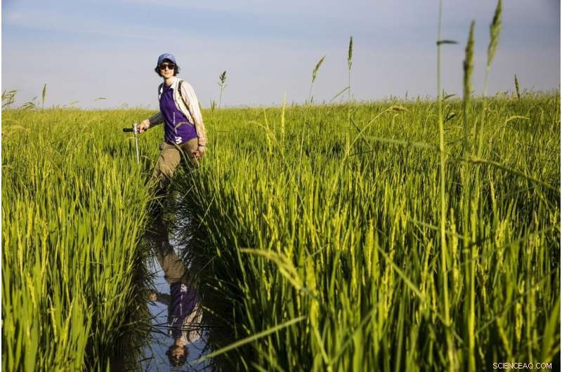 Rising Temperatures Raise Arsenic in Rice, New Study Finds