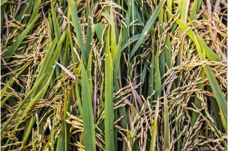 Rising Temperatures Raise Arsenic in Rice, New Study Finds