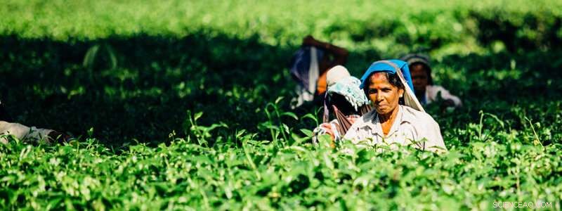 Boosting India s Food Security: Shift from Rice to Nutritious, Sustainable Crops