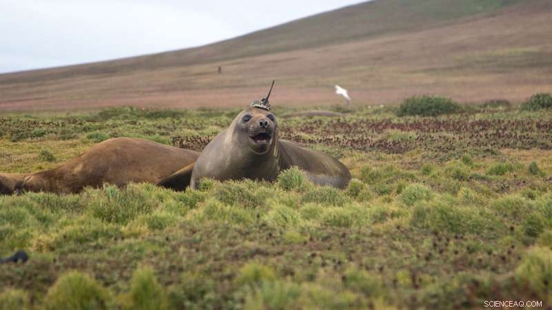 Elephant Seals Reveal Deeper Insights into Ocean Heat Transport